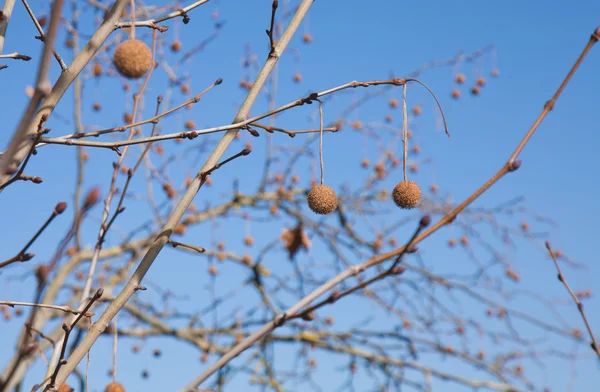 Plano árbol invierno ramas fondo —  Fotos de Stock