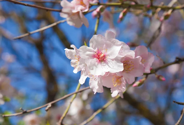 Vacker blommig bakgrund med blommande mandel — Stockfoto