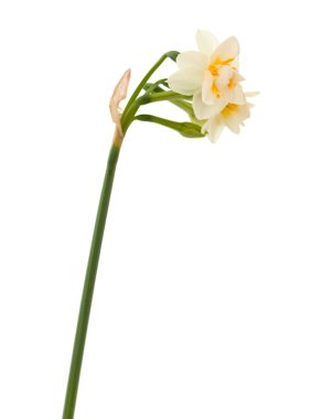 Çift Kişilik mini-narcissi izole