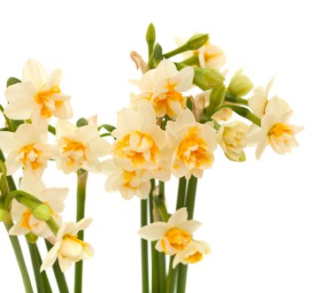 Çift Kişilik mini-narcissi izole