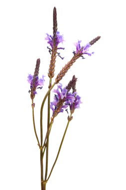 Geleneksel kek Roscon del Reyes