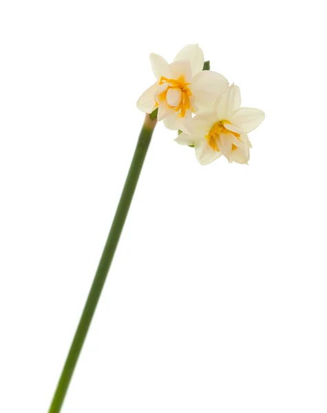 Mini-narcisos duplos isolados — Fotografia de Stock