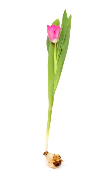 Tulipano di magenta — Foto Stock