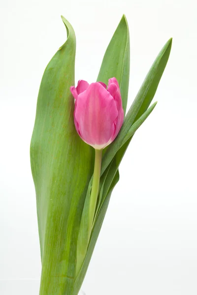 Bíbor tulipán — Stock Fotó