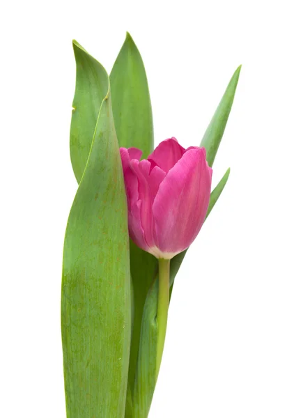 Tulipan magenta — Zdjęcie stockowe