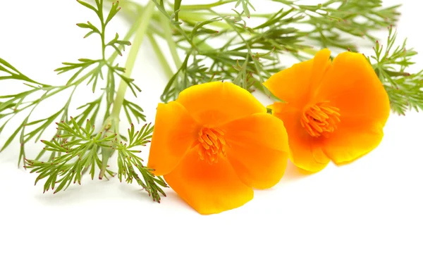 Californian poppy — Stock Photo, Image