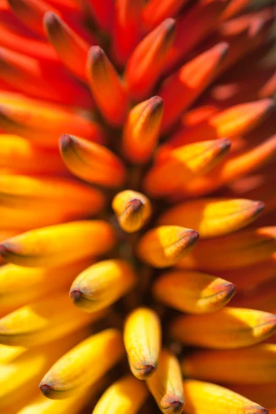 Turuncu ve sarı renkli aloe çiçekli spike — Stok fotoğraf