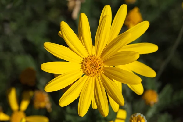 Żółte kwiaty naturalne tło euryops — Zdjęcie stockowe