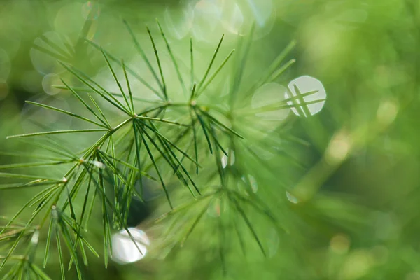 Vert branches d'asperges fond avec des gouttes d'eau — Photo