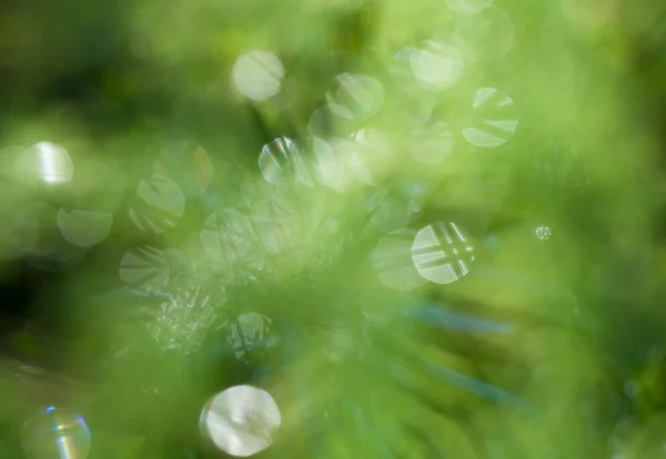 Vert branches d'asperges fond avec des gouttes d'eau — Photo