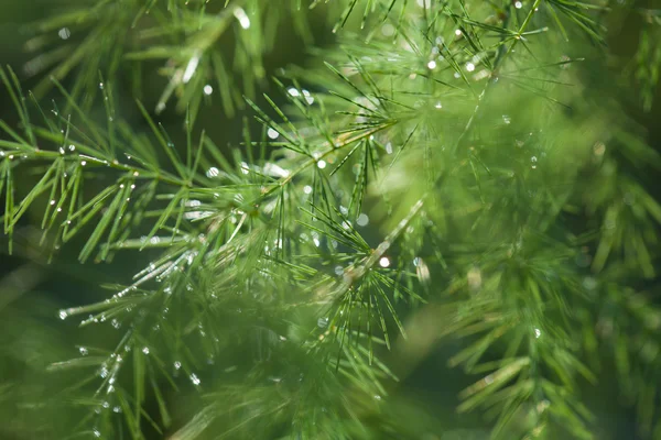 Espargos verdes ramos fundo com gotas de água — Fotografia de Stock