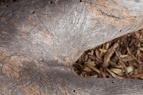 Modelli di scarabeo corteccia su un eucalipto morto — Foto Stock