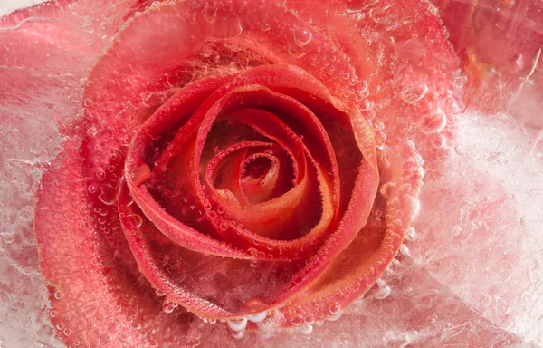 Frozen flora — Stock Photo, Image