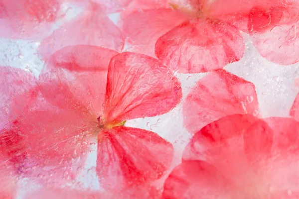 Frozen flora — Stock Photo, Image