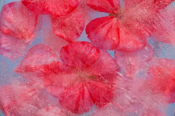 Flore congelée — Photo