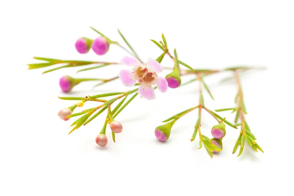 흰색 배경에 고립 된 왁 스 꽃 — 스톡 사진