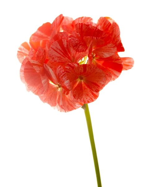 Variegated pink and red geranium — Stock Photo, Image