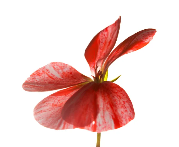 Gerânio rosa e vermelho variegado — Fotografia de Stock