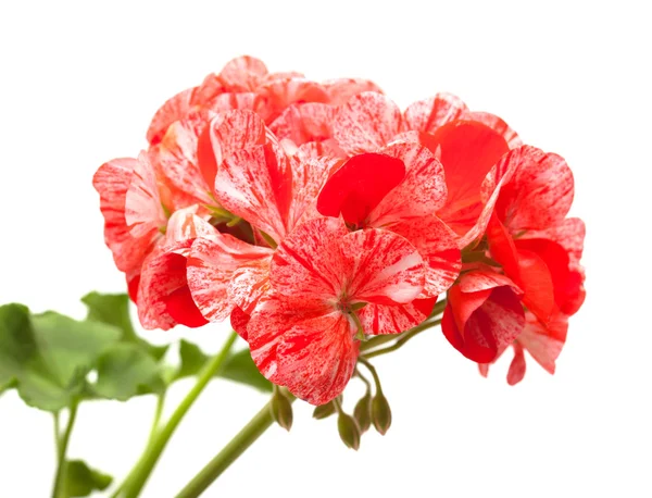 Variegated pink and red geranium — Stock Photo, Image