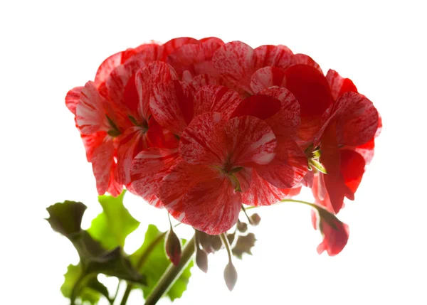 斑叶的粉色和红色的天竺葵 — 图库照片