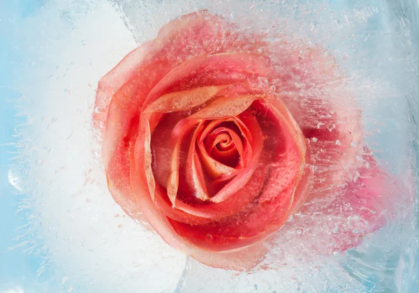 Frozen flora — Stock Photo, Image