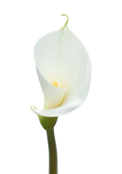 Lírio branco calla — Fotografia de Stock