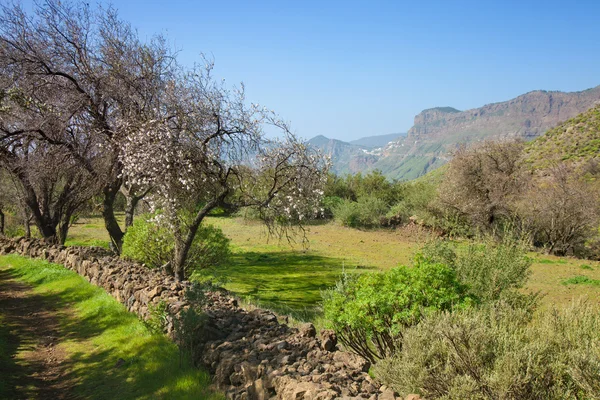 Gran Canaria, Caldera de Tejeda in januari — Stockfoto