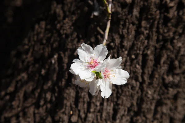 Hermoso fondo floral con almendras florecientes — Foto de Stock