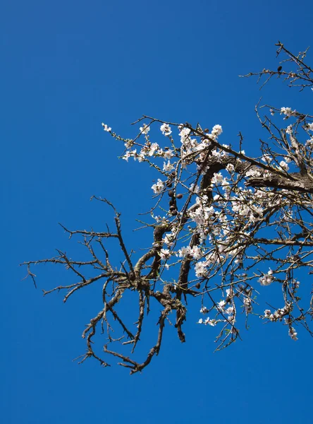 Old half-dead almond tree with one flowering branch — Stock Photo, Image