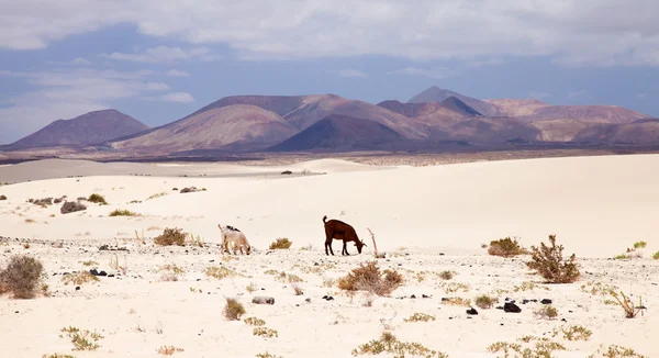 Geiten in de duinen van Fuerteventura — Stockfoto
