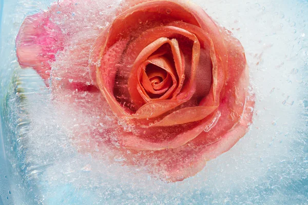 Frozen flora — Stock Photo, Image