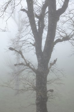 İç Gran Canaria, Las Montanetas sis