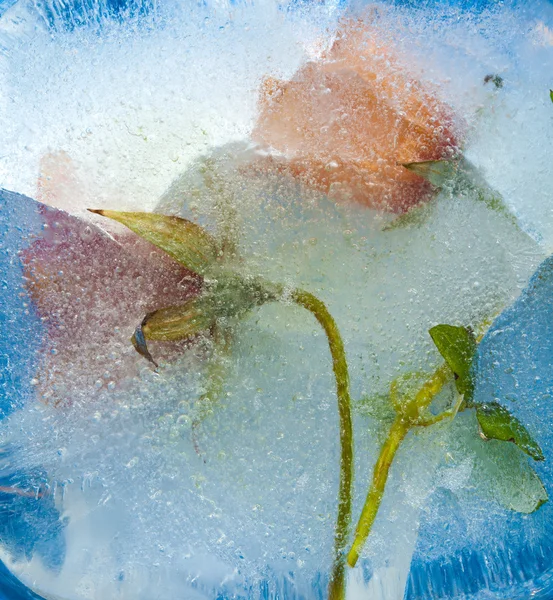 Gefrorene Flora - Kanarische Glockenblume — Stockfoto