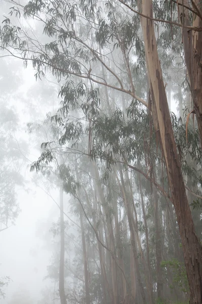 Inland Gran Canaria, fog at the crest of Valleseco, eucalyptus w — Stock Photo, Image