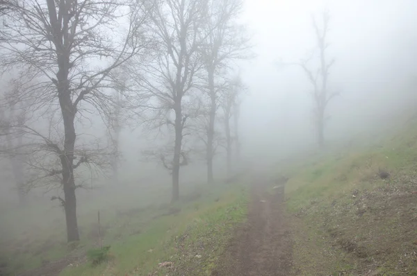 Inland Gran Canaria, fog at Las Montanetas — Stock Photo, Image