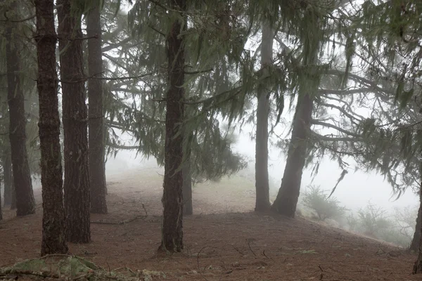 Inland Gran Canaria, fog at Las Montanetas — Stock Photo, Image