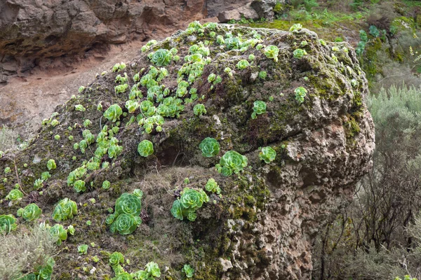 Flore des îles Canaries — Photo