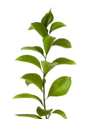 Ruscus hypophyllum, omurgasız kasap süpürge