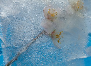 donmuş flora - badem çiçekleri