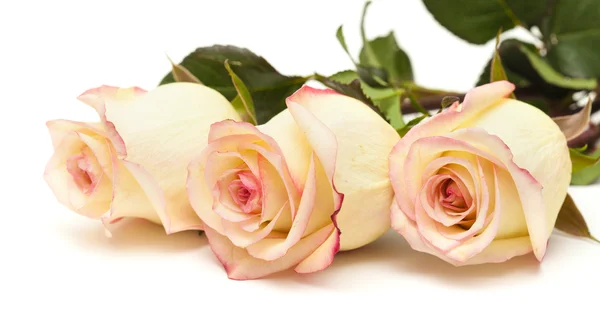 Cream and pink variegated rose — Stock Photo, Image