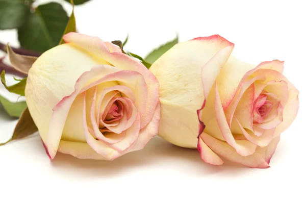 クリーム色とピンクの斑入りのバラ — ストック写真
