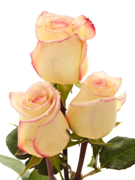 Cream and pink variegated rose — Stock Photo, Image