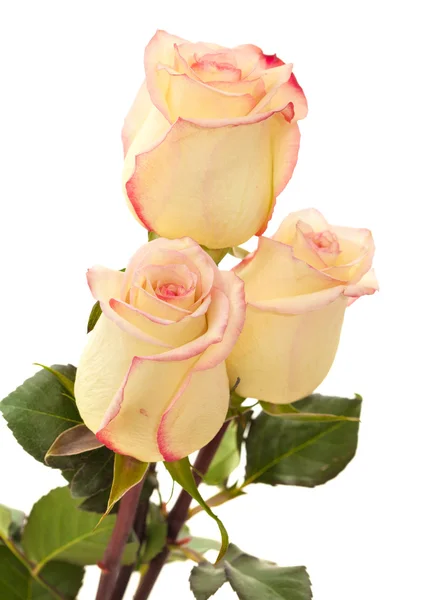 クリーム色とピンクの斑入りのバラ — ストック写真