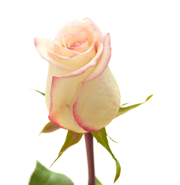 Cream and pink variegated rose — Stock Photo, Image