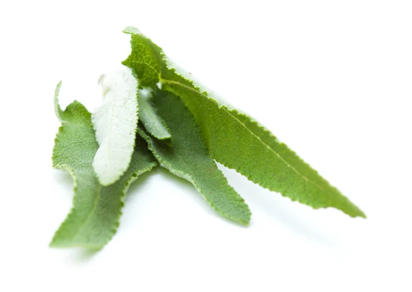 Salvia canariensis, salvia canaria, hojas aisladas sobre blanco — Foto de Stock