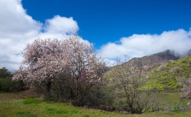 Caldera de Tejeda kışın