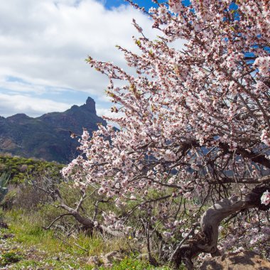 Caldera de Tejeda kışın