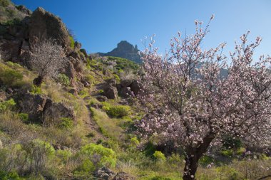Caldera de Tejeda kışın