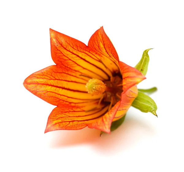 Canarina canariensis — Fotografia de Stock