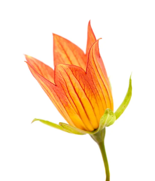 Canarina canariensis — Fotografia de Stock